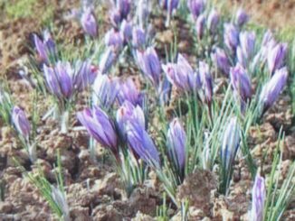 Crocus sativus, ossia fiori di Zafferano - Newslandia